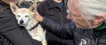 “Jane Goodall’s Heartwarming Birthday with 90 Dogs”.