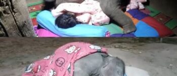 Title: The Elephant Who Remembered Love: Kavi’s Journey from Despair to Healing