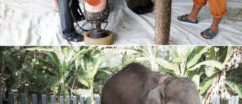 From Landmine to Legacy: Mosha’s Story of Survival