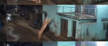 Tiger Leaps 18 Feet Onto Balcony — A Stunning Encounter in a Quiet Bali Village