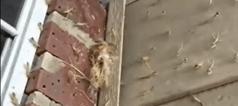 A praying mantis nest just hatched right by my front door