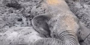 The Courage of a Mother Elephant: A Story of Survival, Love, and the Power of Conservation