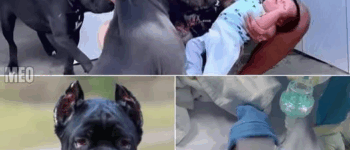 Backyard Play Turns to Horror as Pitbull Mauls Owner’s Son