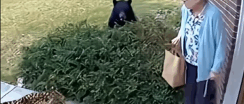 The Bear Saved His Grandmother Who Raised Him Since He Was a Baby