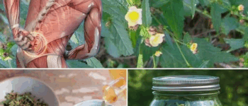 Stubborn Grass (Sporobolus indicus): The Resilient Weed with Hidden Healing Powers