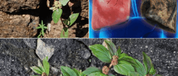 The Hidden Gold in Your Backyard: Why This Unassuming Weed Could Be Your Secret Weapon for Natural Healing